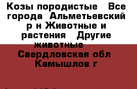 Козы породистые - Все города, Альметьевский р-н Животные и растения » Другие животные   . Свердловская обл.,Камышлов г.